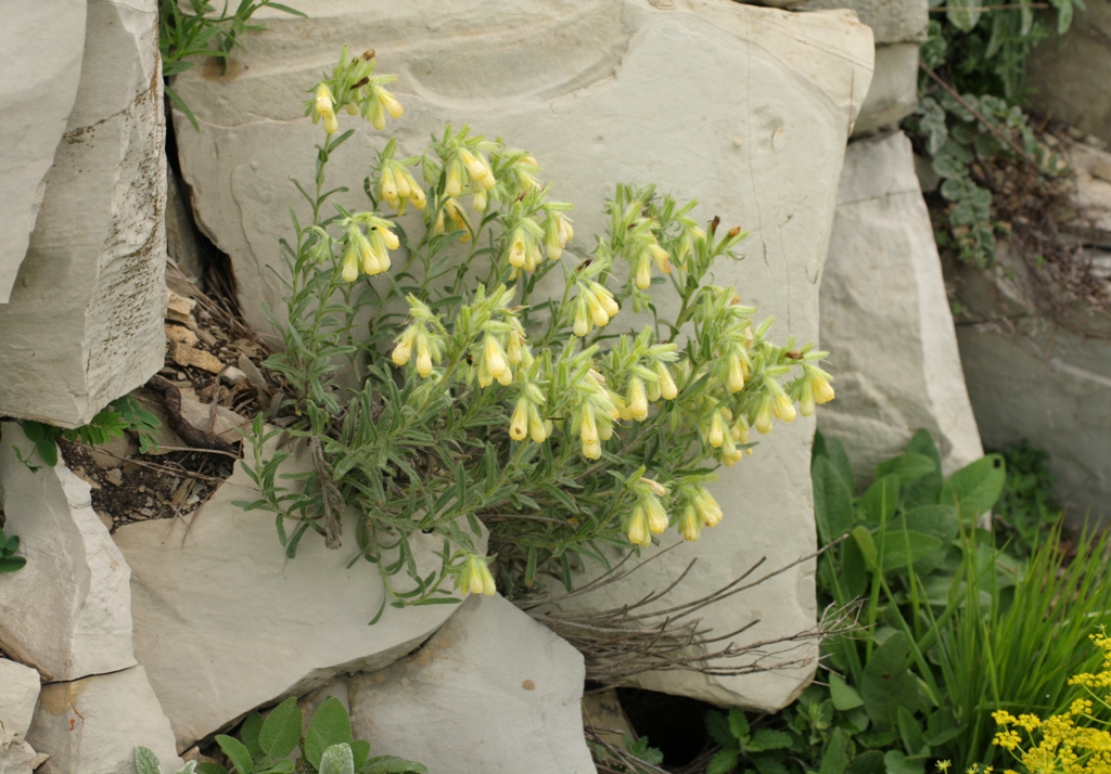 Image of Onosma montana specimen.
