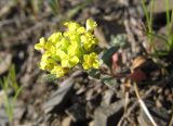 Alyssum umbellatum