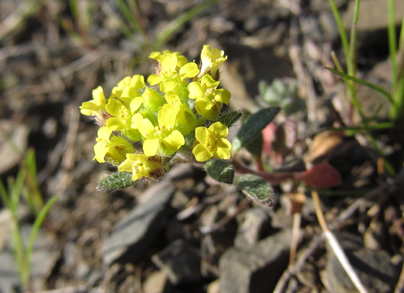 Image of Alyssum umbellatum specimen.