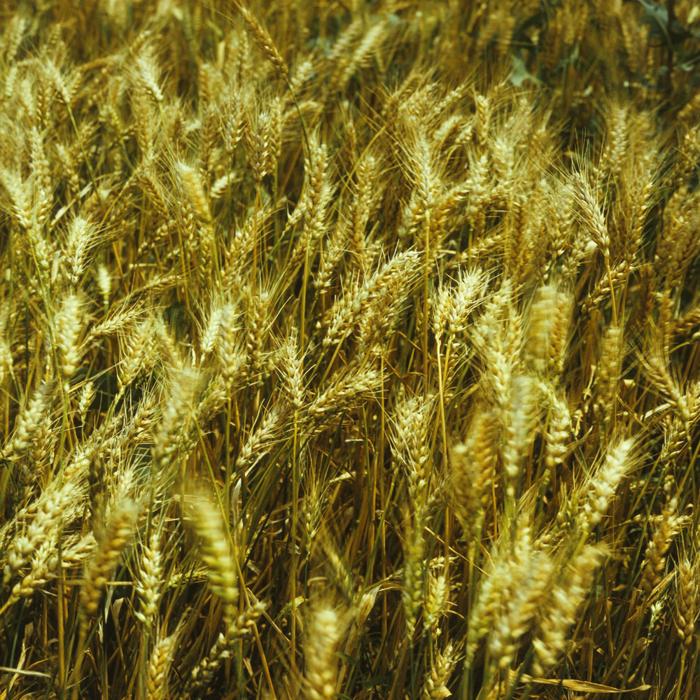 Изображение особи род Triticum.