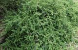 Podocarpus nivalis. Вегетирующее растение. Германия, г. Дюссельдорф, Ботанический сад университета. 20.04.2014.