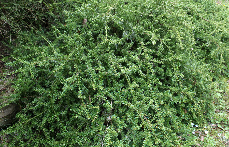 Image of Podocarpus nivalis specimen.