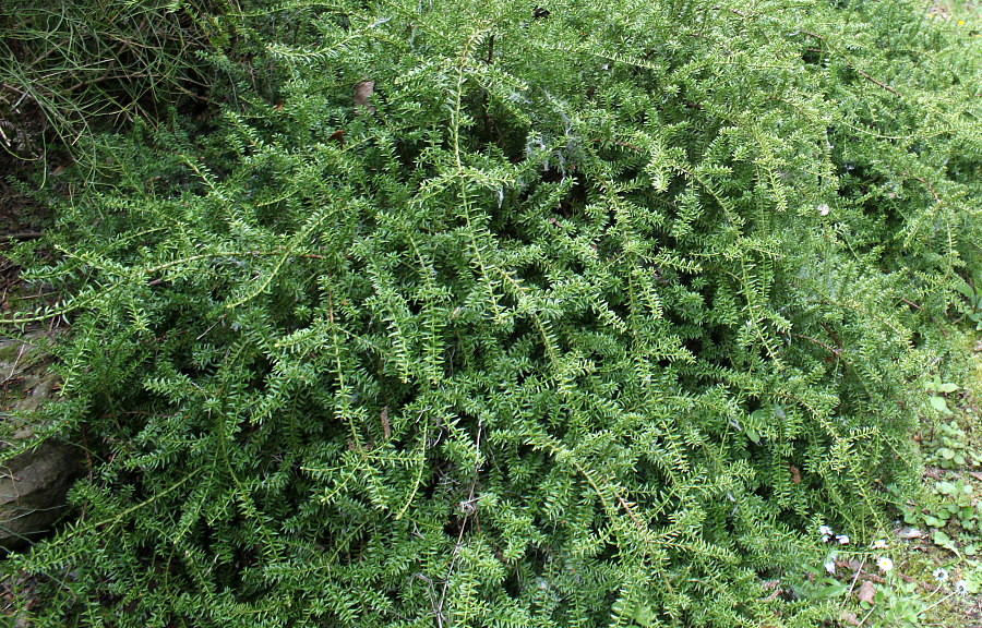 Изображение особи Podocarpus nivalis.