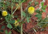 Trifolium campestre