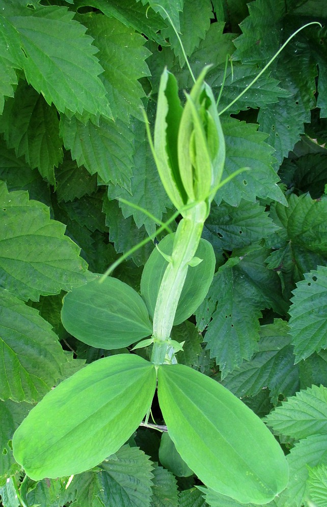 Изображение особи Lathyrus latifolius.