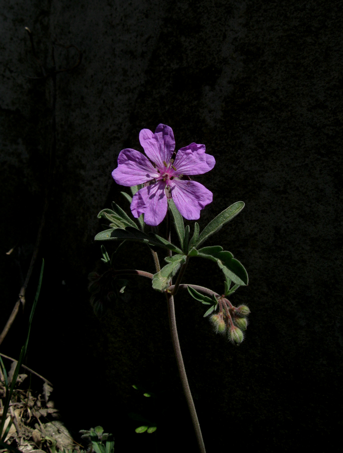 Изображение особи Geranium tuberosum.