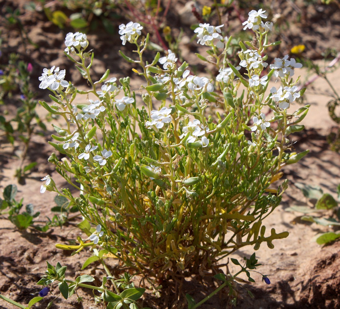 Image of Cakile maritima specimen.