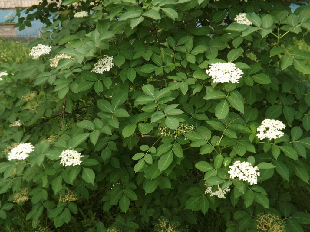 Изображение особи Sambucus nigra.