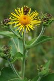 Inula helenium. Верхушка цветущего растения с кормящейся бабочкой. Адыгея, хр. Уна-Коз, луговой склон. 13.08.2008.