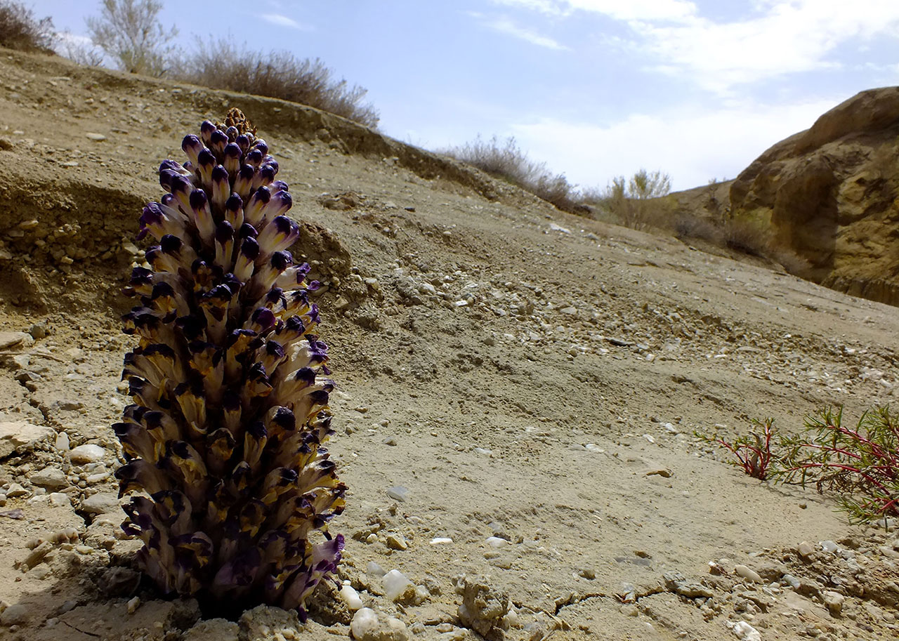 Image of Cistanche salsa specimen.