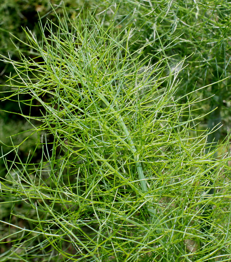 Изображение особи Foeniculum vulgare var. azoricum.