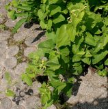 Aristolochia clematitis. Цветущее растение. Германия, г. Дюссельдорф, Ботанический сад университета. 02.06.2014.