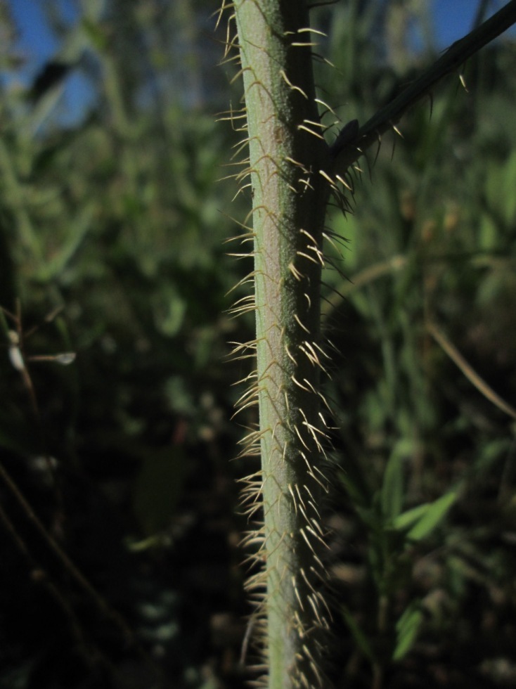 Image of Chondrilla juncea specimen.