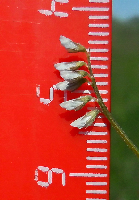 Image of Vicia hirsuta specimen.