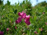 Lathyrus tuberosus