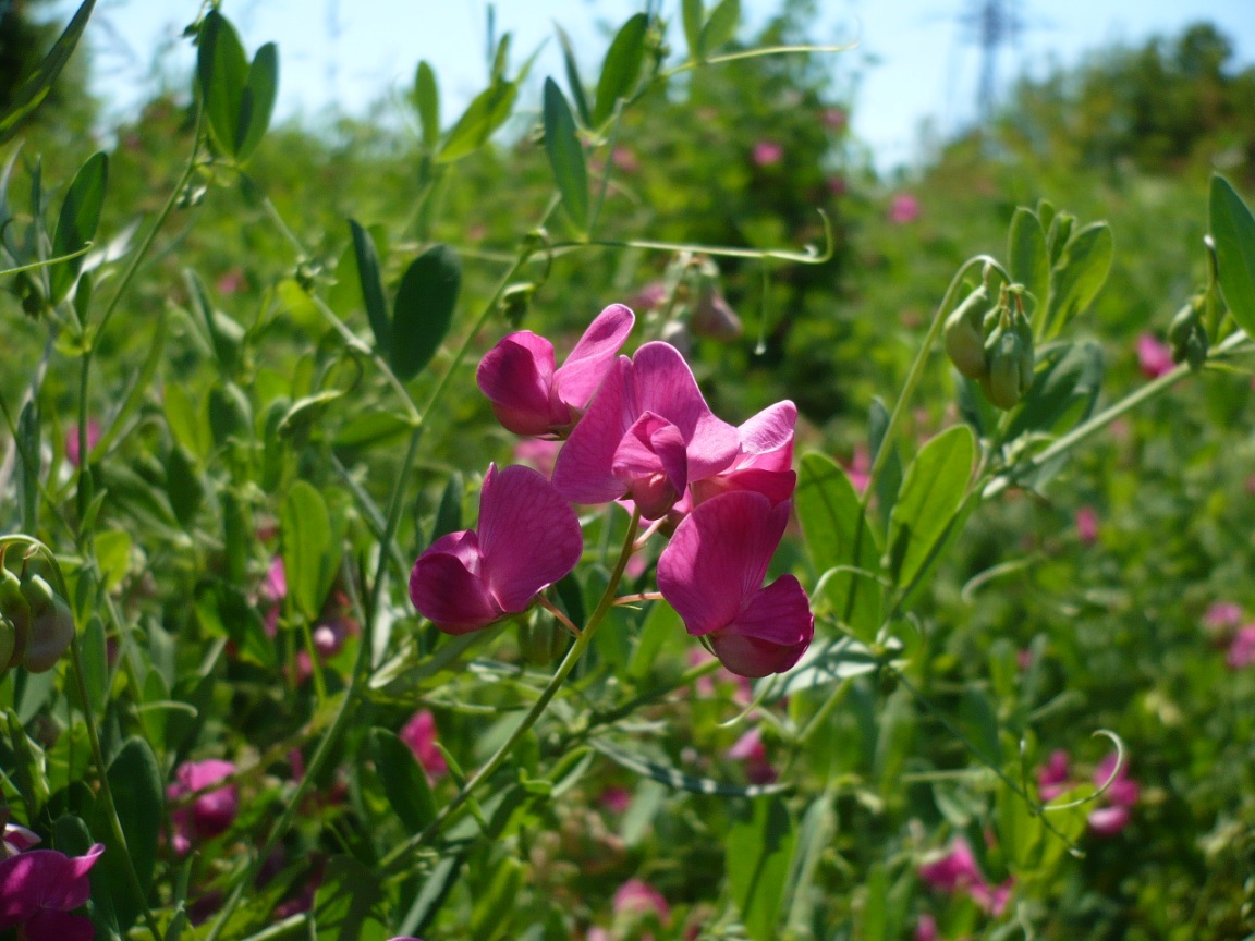 Изображение особи Lathyrus tuberosus.