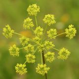 Heracleum sibiricum. Соцветие. Ростовская обл., Неклиновский р-н, Троицкое с/п, дол. р. Миус. 20.07.2014.