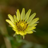 genus Tragopogon