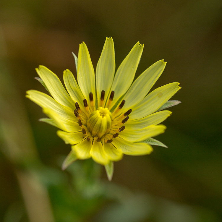 Изображение особи род Tragopogon.