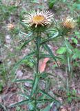 Carlina biebersteinii