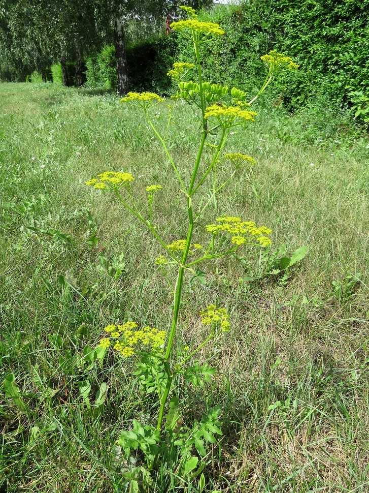 Image of Pastinaca sativa specimen.