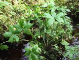 Trollius europaeus. Розетка прикорневых листьев. Приморский р-н Архангельской обл., конец августа.