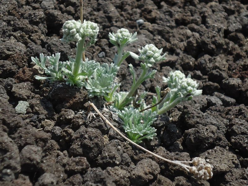 Изображение особи Artemisia glomerata.