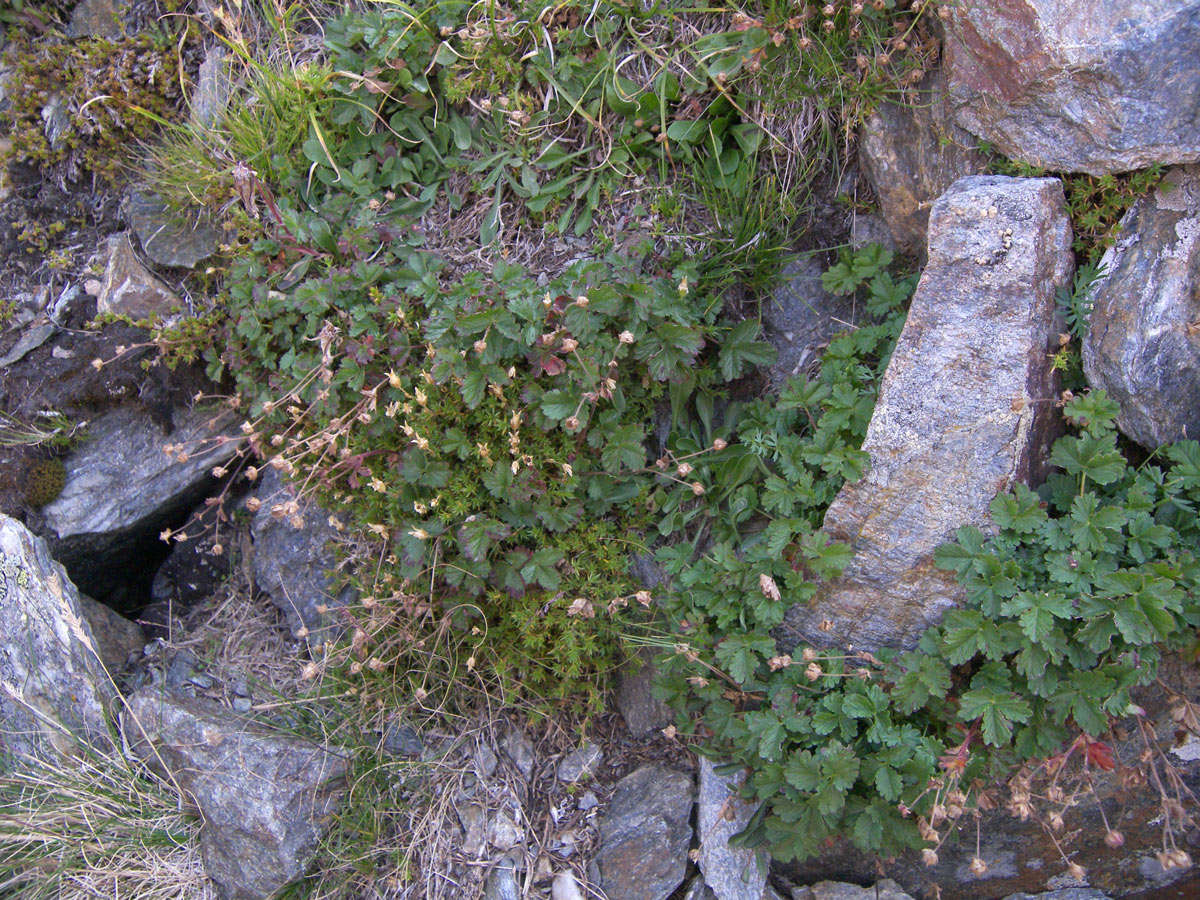 Изображение особи Potentilla gelida.