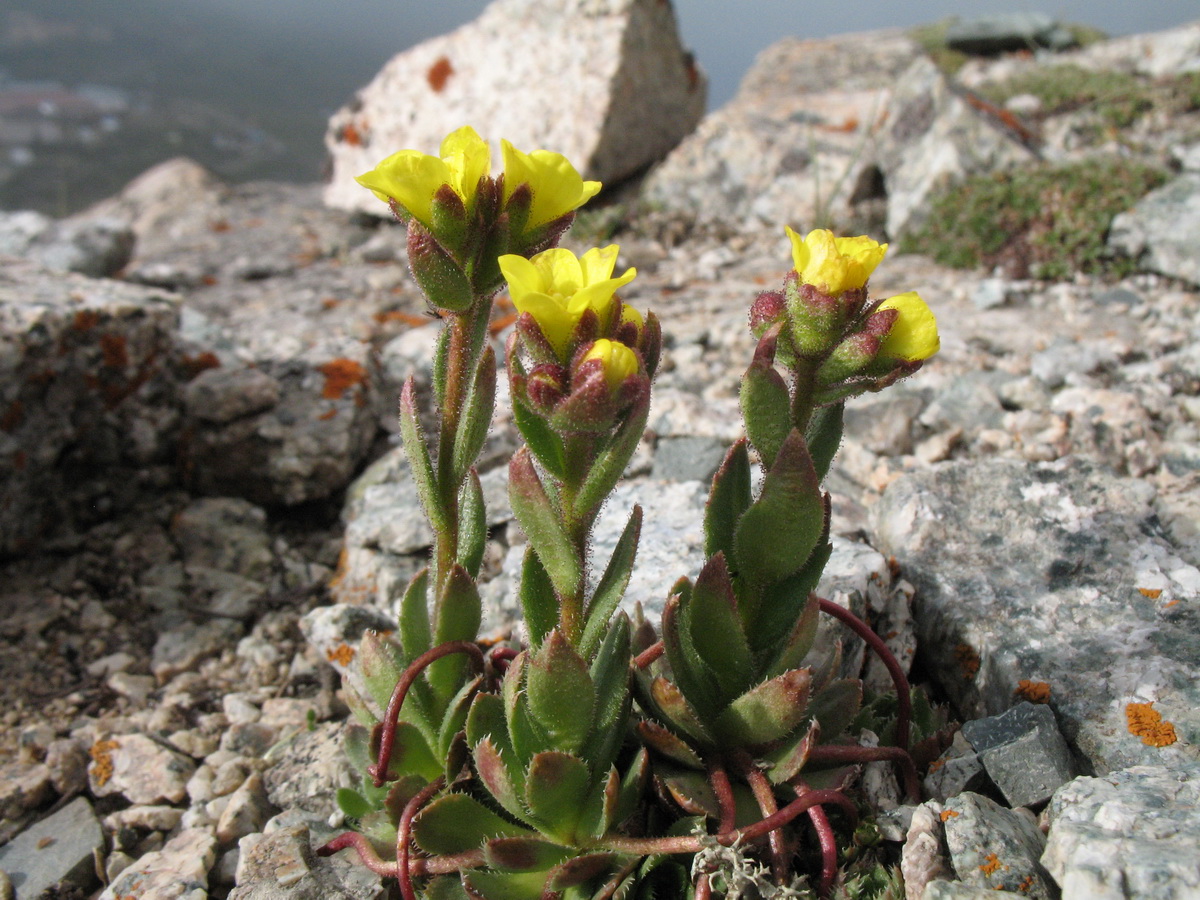 Image of Saxifraga macrocalyx specimen.