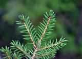 Picea obovata. Верхушка ветви (вид снизу). Республика Коми, Печоро-Илычский заповедник, долина реки Ыджыд-Ляга.