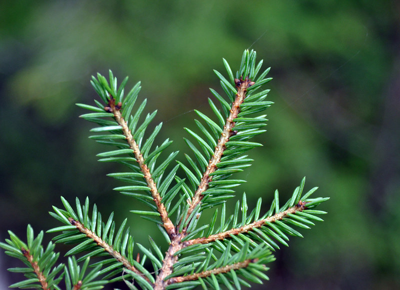 Изображение особи Picea obovata.