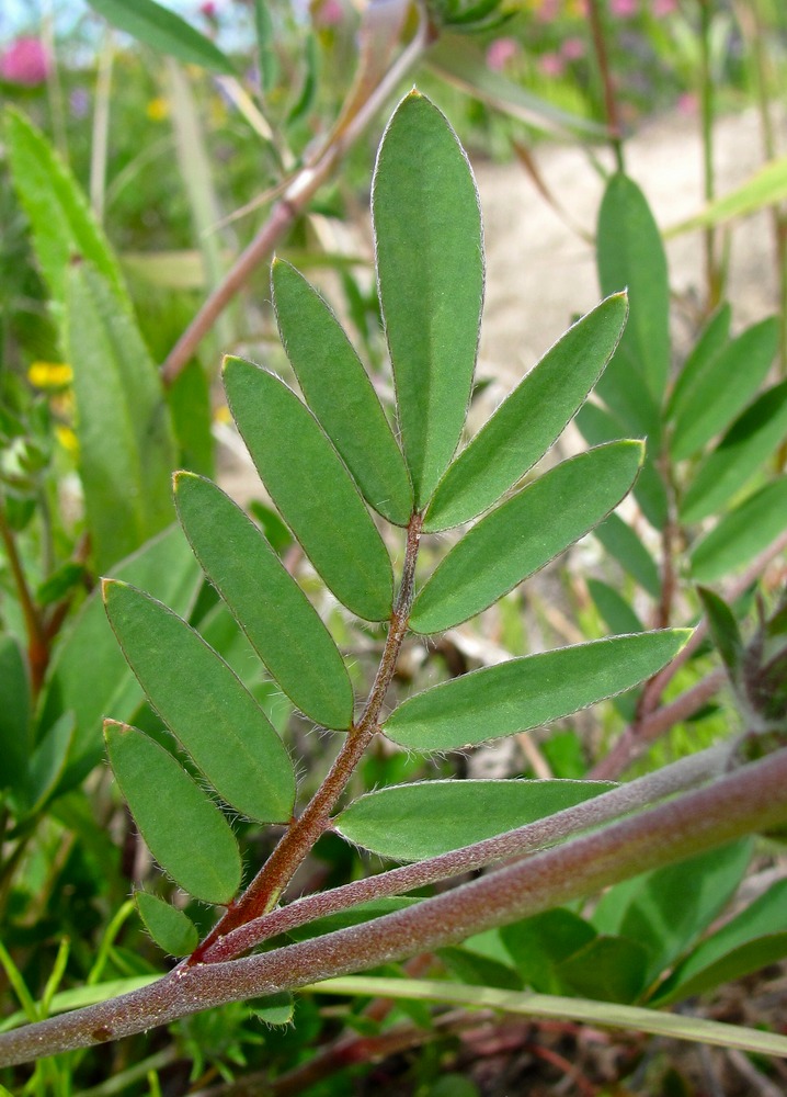 Изображение особи Anthyllis vulneraria.