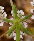 Pseudorlaya pumila