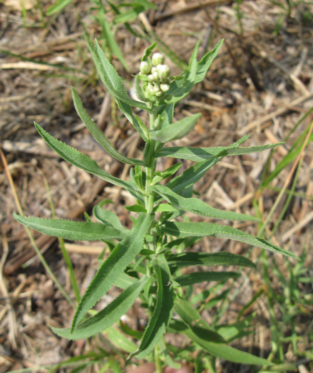 Image of Achillea salicifolia specimen.