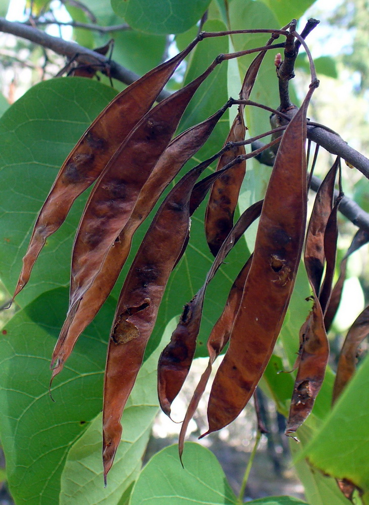 Image of Cercis siliquastrum specimen.