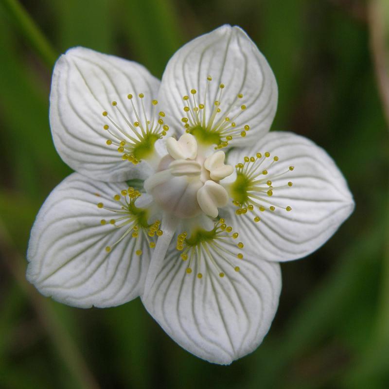 Изображение особи Parnassia palustris.