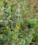 Artemisia austriaca