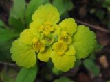 Chrysosplenium alternifolium