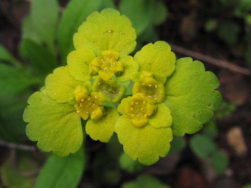 Изображение особи Chrysosplenium alternifolium.