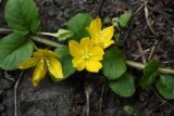 Lysimachia nummularia. Часть побега с цветками. Белгородская обл., пос. Борисовка, усадьба заповедника, газон. 26.06.2009.