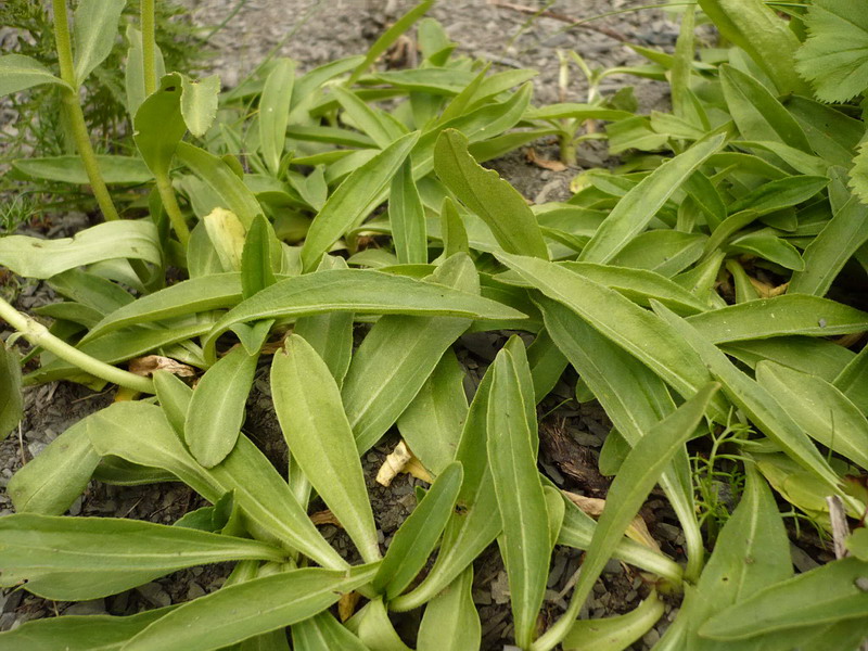 Image of Veronica gentianoides specimen.