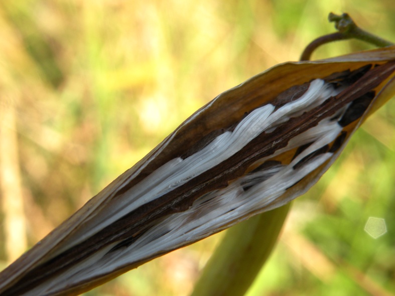 Image of Vincetoxicum hirundinaria specimen.