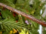 View full-size image Sequoia sempervirens