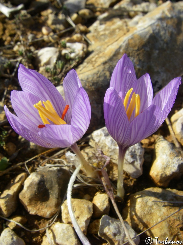 Image of Crocus pallasii specimen.