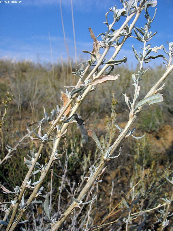 Image of Krascheninnikovia ceratoides specimen.