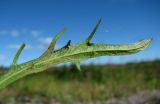 Image of taxon representative. Author is Геннадий Окатов