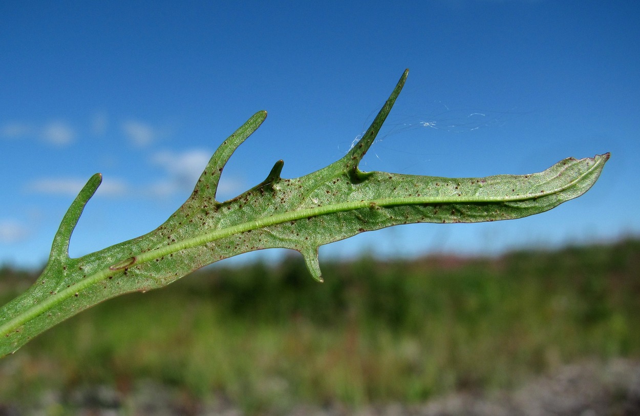 Image of Scorzoneroides autumnalis specimen.