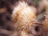 Inula macrophylla