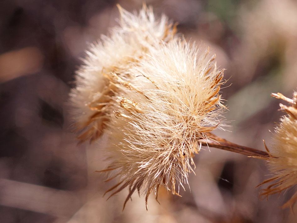 Изображение особи Inula macrophylla.