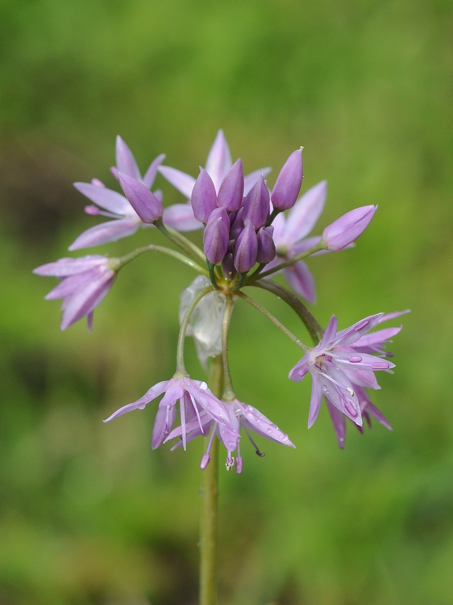 Изображение особи Allium bisceptrum.